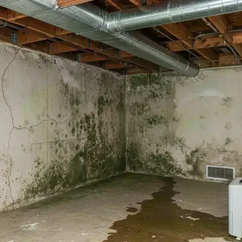 Professional Mold Removal in Vienna, IL